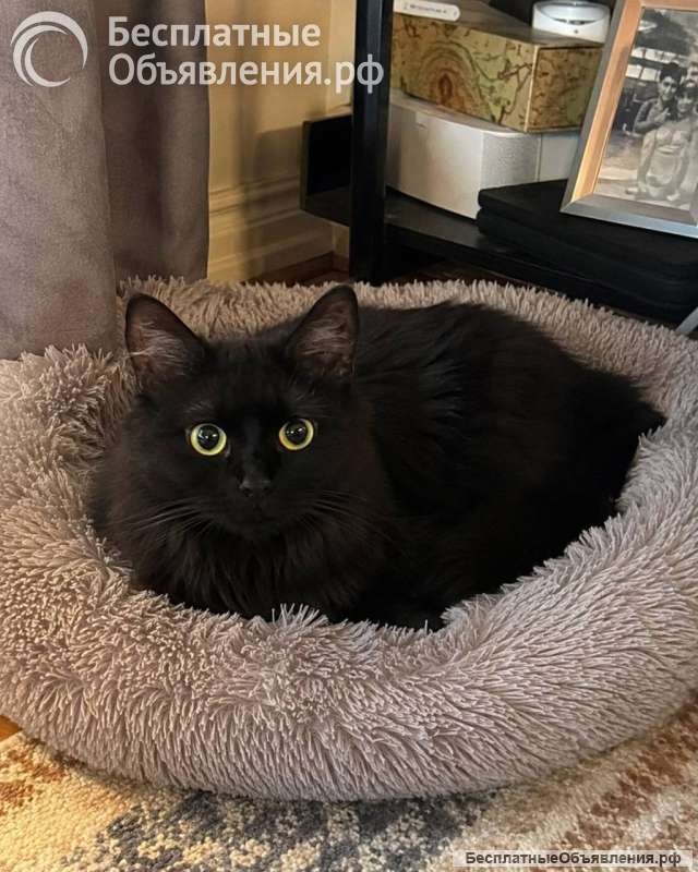 Котик Мотя ищет дом