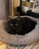 Котик Мотя ищет дом