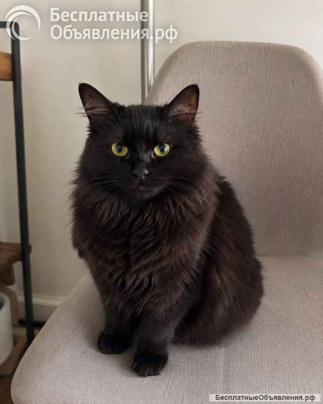 Котик Мотя ищет дом