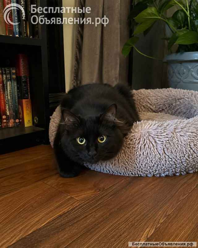 Котик Мотя ищет дом