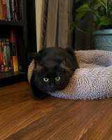 Котик Мотя ищет дом