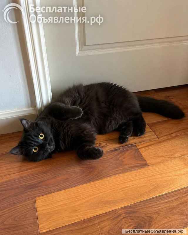 Котик Мотя ищет дом