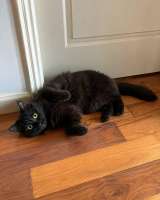 Котик Мотя ищет дом