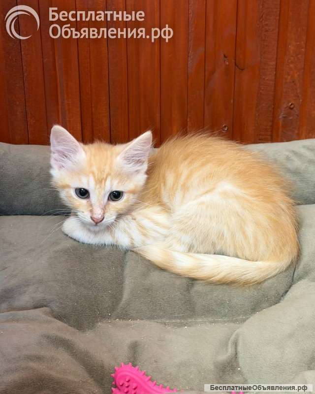 Котёнок Персик ищет дом
