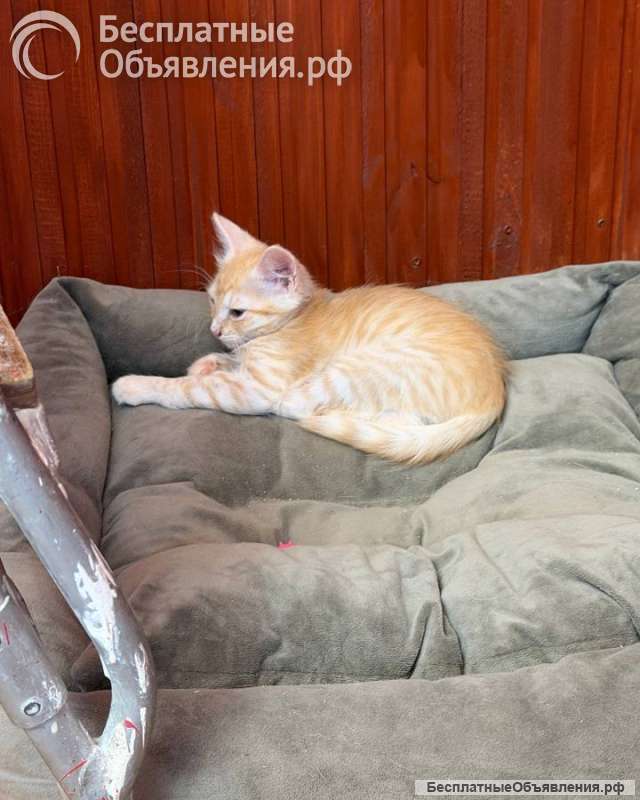 Котёнок Персик ищет дом