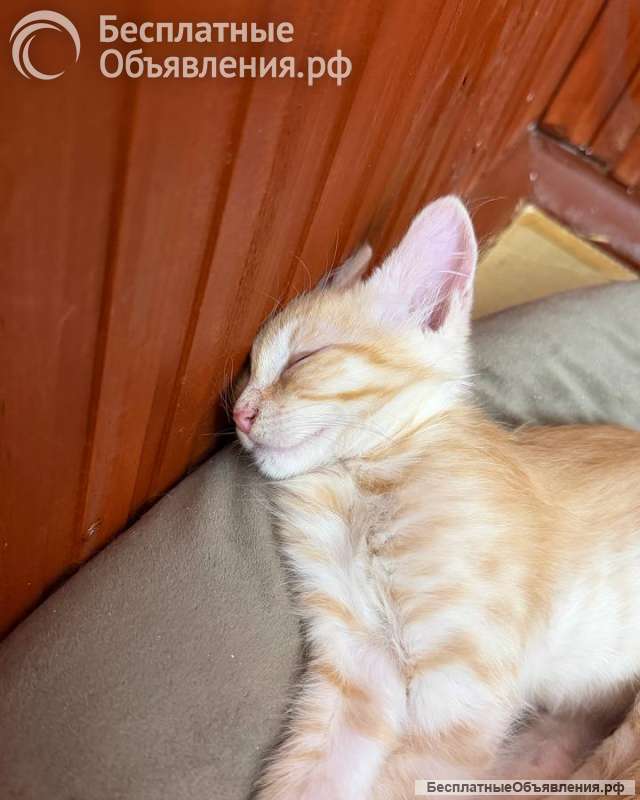 Котёнок Персик ищет дом