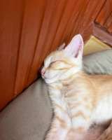 Котёнок Персик ищет дом