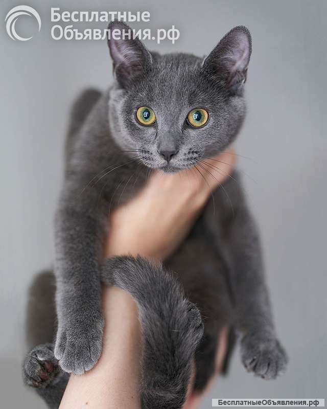 Котенок Жеки ищет свой дом