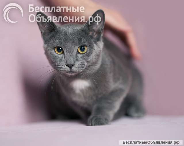 Котенок Жеки ищет свой дом
