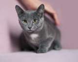 Котенок Жеки ищет свой дом