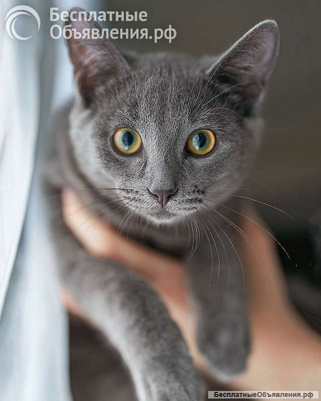 Котенок Жеки ищет свой дом