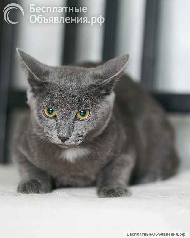 Котенок Жеки ищет свой дом