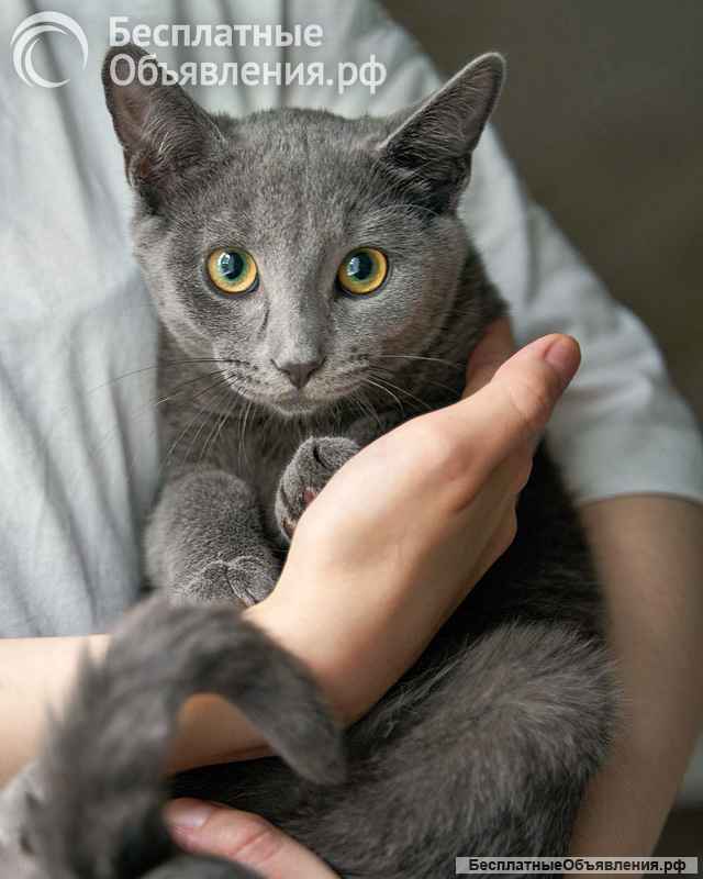 Котенок Жеки ищет свой дом