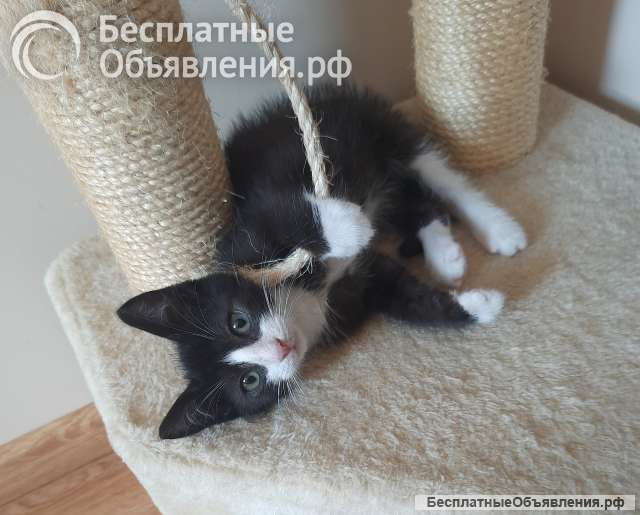 Котенок Тимоша в добрые руки