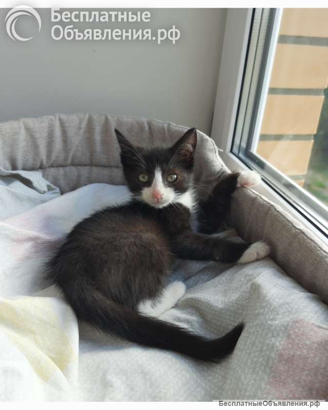 Котенок Тимоша в добрые руки
