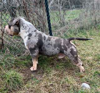 Американский булли American Bully Pocket кобель и сука на продажу