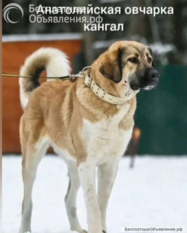 Кангал (девочка 3 года) ищем хозяев
