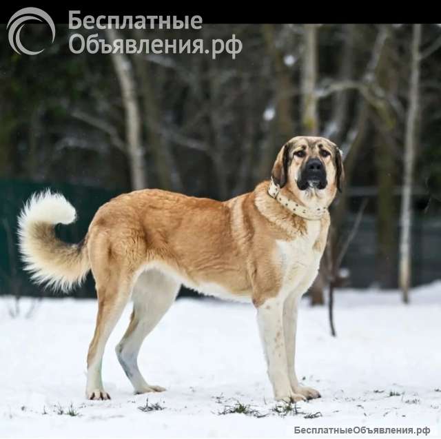 Кангал (девочка 3 года) ищем хозяев