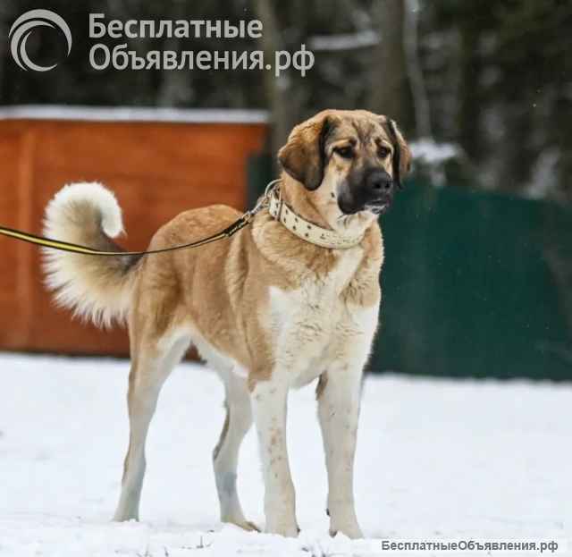 Кангал (девочка 3 года) ищем хозяев