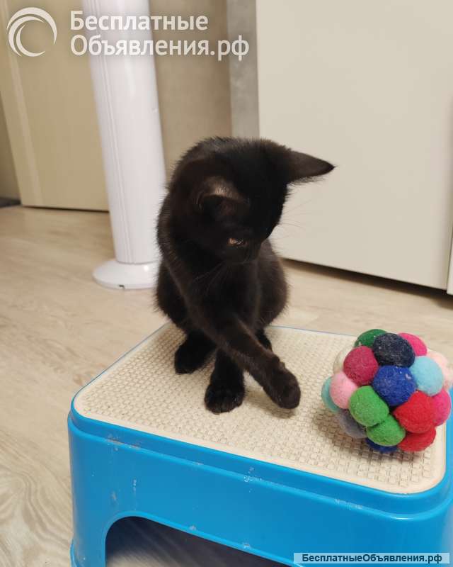 Котёнок ищет семью