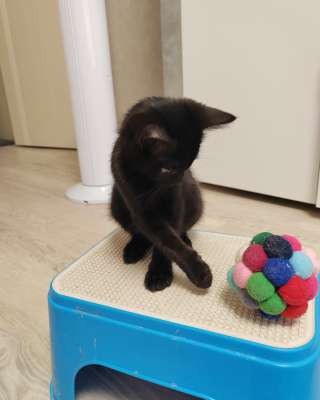 Котёнок ищет семью
