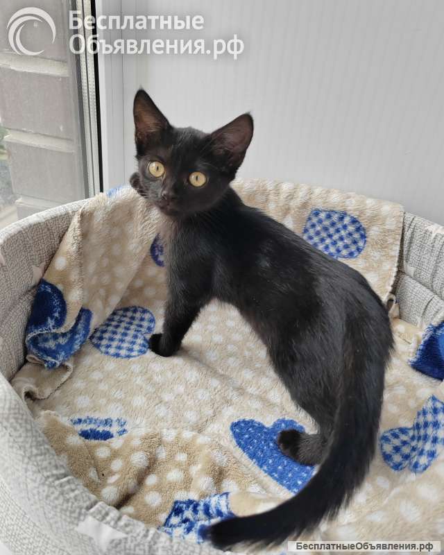 Котёнок ищет семью