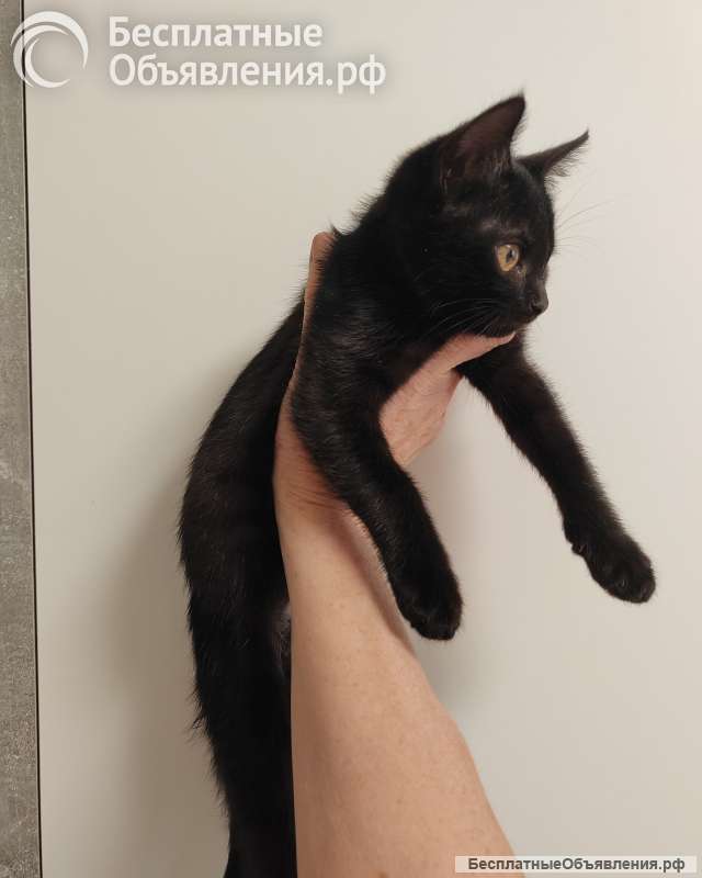 Котёнок ищет семью