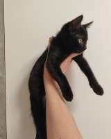 Котёнок ищет семью