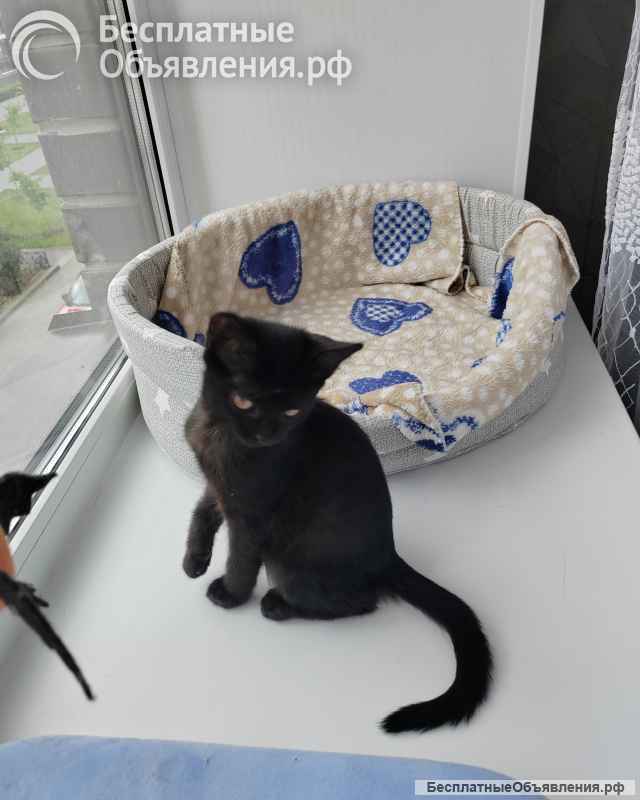 Котёнок ищет семью