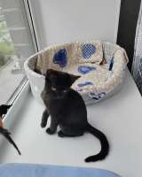 Котёнок ищет семью
