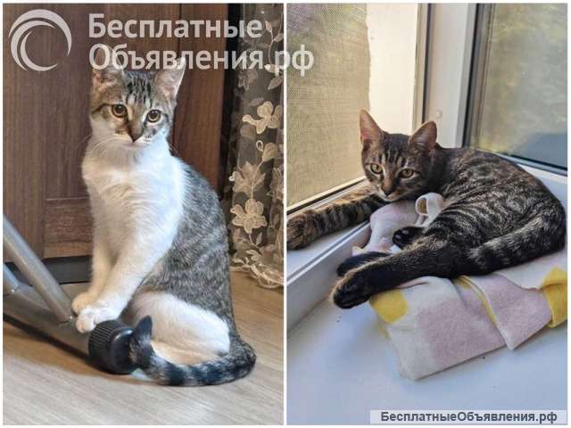 Милые, ласковые котята Марсик и Темочка в добрые руки