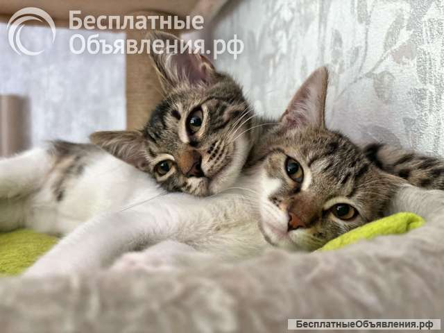 Милые, ласковые котята Марсик и Темочка в добрые руки