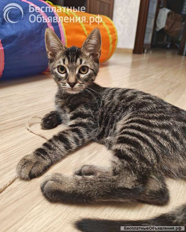 Милые, ласковые котята Марсик и Темочка в добрые руки