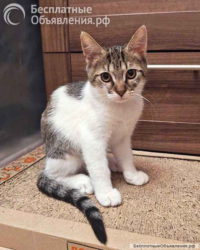 Милые, ласковые котята Марсик и Темочка в добрые руки