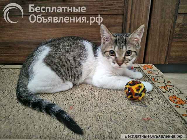Милые, ласковые котята Марсик и Темочка в добрые руки
