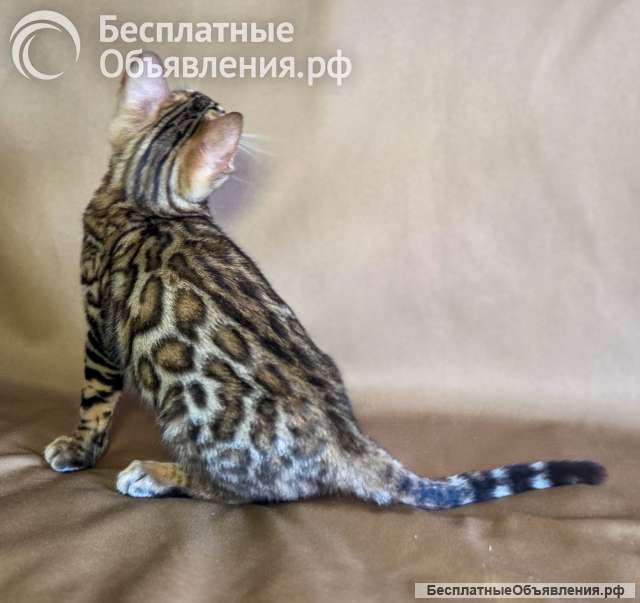 Элитные бенгальские котята из питомника