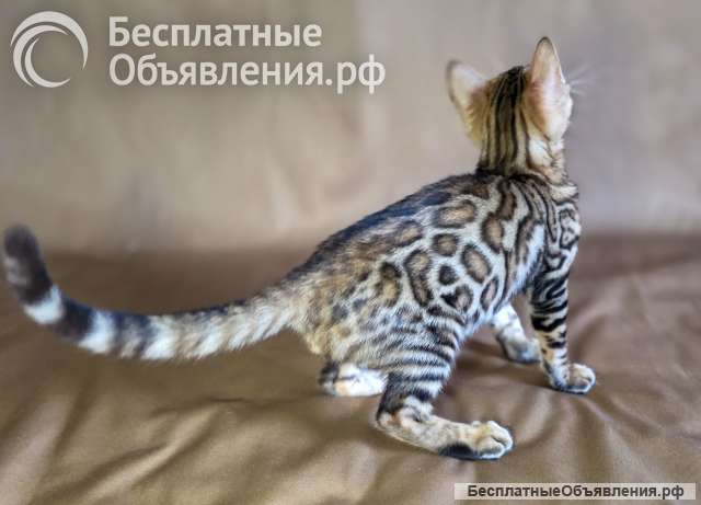 Элитные бенгальские котята из питомника