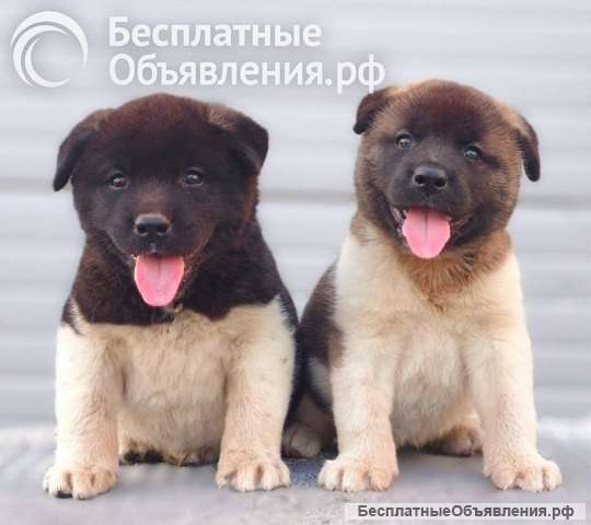 Щенки американской акиты