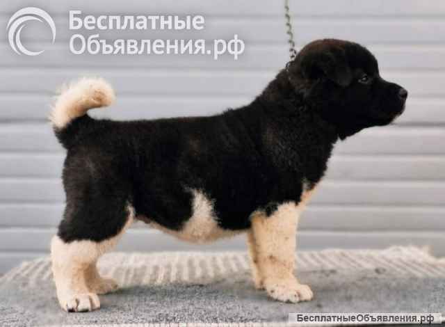 Щенки американской акиты