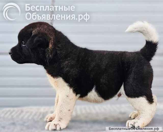 Щенки американской акиты