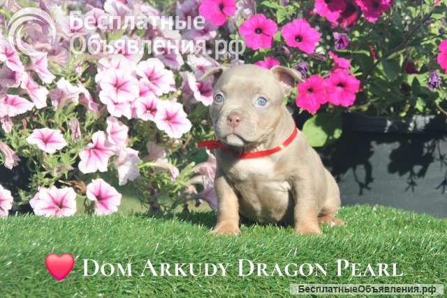Питомник Американского Булли