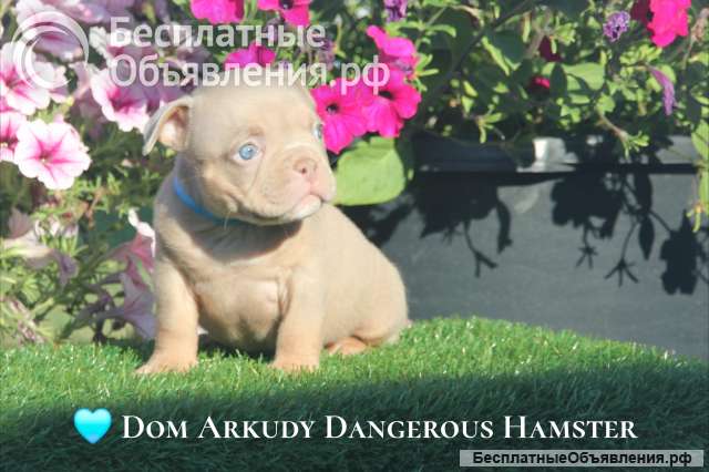 Американские булли