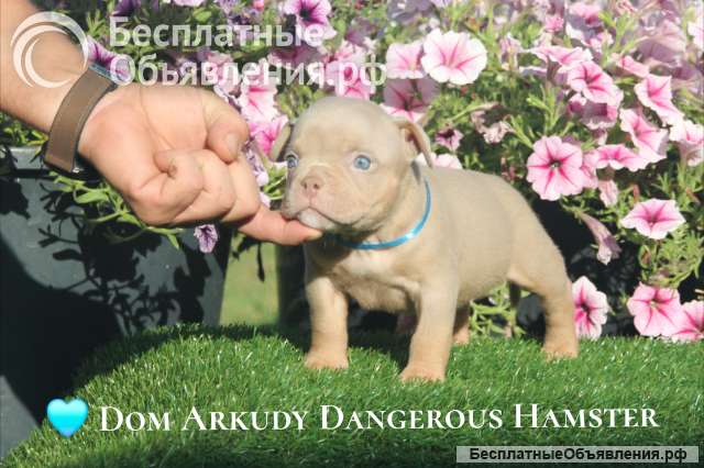 Американские булли