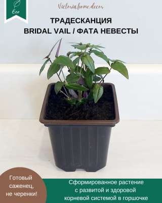 Традесканция Gibasis Bridal vail / Гибазис Фата невесты