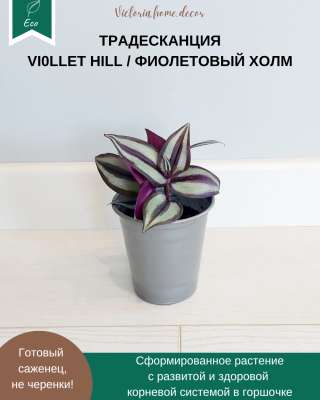 Традесканция Zebrina Viollet Hill/ Зебрина Фиолетовый холм