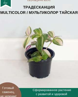 Традесканция Zebrina Discolor multicolor/ Зебрина Мультиколор тайская вариегатная