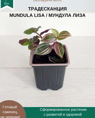 Традесканция Mundula Lisa/Мундула Лиза