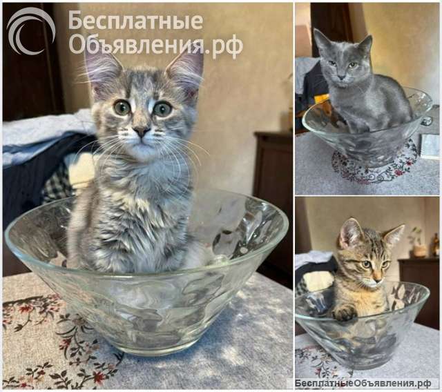 Три маленьких котенка девочки ищут своих хозяев