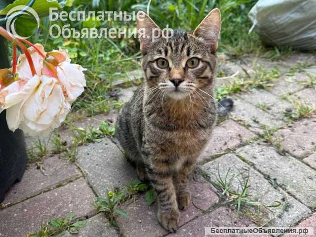 Три маленьких котенка девочки ищут своих хозяев