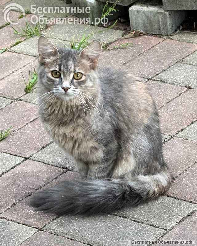 Три маленьких котенка девочки ищут своих хозяев